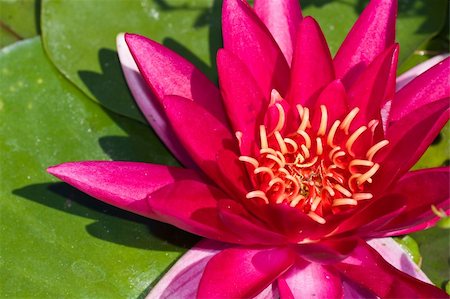 Bright pink lotus flower with green leaves in a pond Stock Photo - Budget Royalty-Free & Subscription, Code: 400-04634617