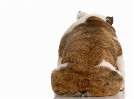 fat dog - dog depression - english bulldog from the backside with reflection on white background Stock Photo - Budget Royalty-Free & Subscription, Code: 400-04634624