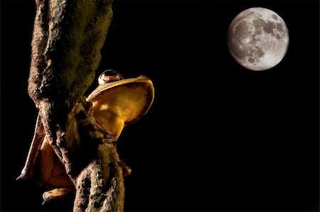 simsearch:400-05243274,k - tree frog hypsiboas geograficus at night looking at the moon Fotografie stock - Microstock e Abbonamento, Codice: 400-04634694