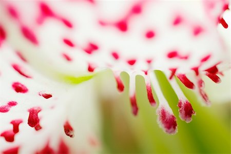 simsearch:700-00160358,k - Lilium speciosum var. gloriosoides was the most beautiful flower in East Asian. It only live in Taiwan. Fotografie stock - Microstock e Abbonamento, Codice: 400-04635072
