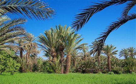 simsearch:400-05192544,k - palm grove in Morocco, cloudless sky behind Stock Photo - Budget Royalty-Free & Subscription, Code: 400-04635099