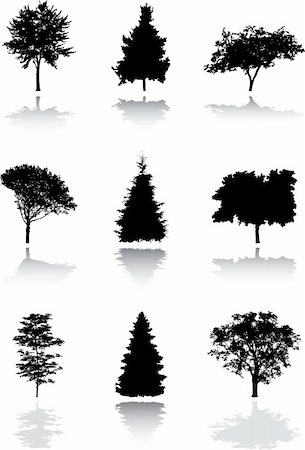 pine tree one not snow not people - Silhouette a tree. Similar images can be found in my gallery. Stock Photo - Budget Royalty-Free & Subscription, Code: 400-04635226