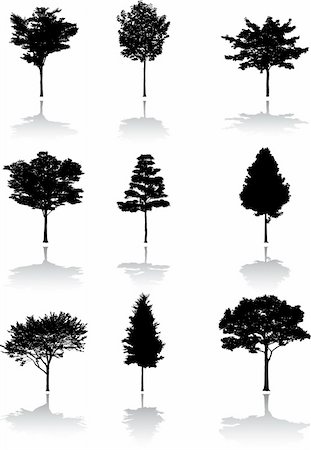 pine tree one not snow not people - Silhouette a tree. Similar images can be found in my gallery. Stock Photo - Budget Royalty-Free & Subscription, Code: 400-04635228