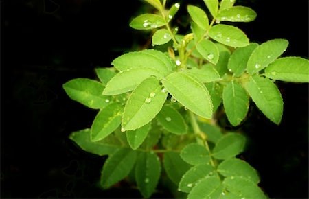 simsearch:400-09223422,k - Rain drops on a green leafs Foto de stock - Royalty-Free Super Valor e Assinatura, Número: 400-04635568