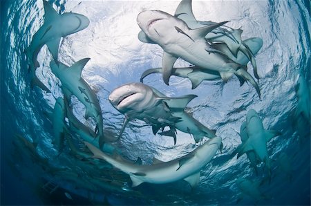 simsearch:400-05694509,k - Lemon Shark enjoying the warm waters of the Bahamas, USA Foto de stock - Royalty-Free Super Valor e Assinatura, Número: 400-04635572