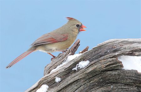 simsearch:400-04115071,k - Female Northern Cardinal (cardinalis cardinalis) on a stump with snow and a blue sky background Photographie de stock - Aubaine LD & Abonnement, Code: 400-04635683