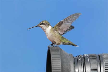 simsearch:400-04568242,k - Male Ruby-throated Hummingbird (archilochus colubris) on a camera with blue background Foto de stock - Super Valor sin royalties y Suscripción, Código: 400-04635691