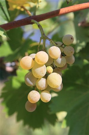 simsearch:400-04478608,k - Healthy grapes in vineyard in France Stock Photo - Budget Royalty-Free & Subscription, Code: 400-04635879