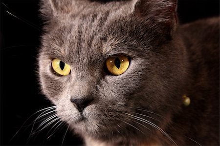 Cat portrait Stock Photo - Budget Royalty-Free & Subscription, Code: 400-04635909