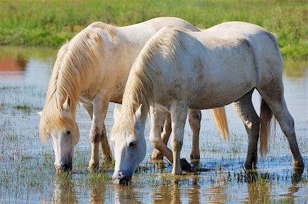 Couple of horses drinking water in a pond Stock Photo - Budget Royalty-Free & Subscription, Code: 400-04636158