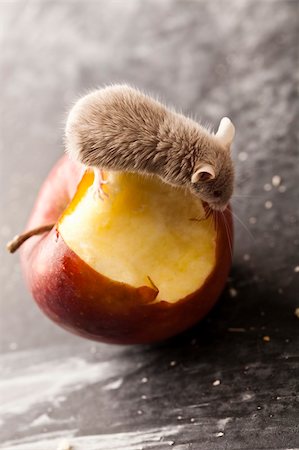 decoy - Red apple and mouse Stock Photo - Budget Royalty-Free & Subscription, Code: 400-04636196