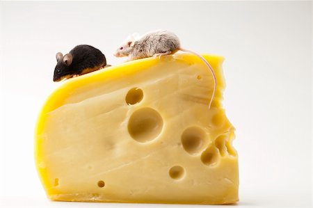 decoy - Funny mouse on the cheese Stock Photo - Budget Royalty-Free & Subscription, Code: 400-04636192