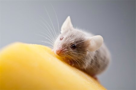 decoy - Funny mouse on the cheese Stock Photo - Budget Royalty-Free & Subscription, Code: 400-04636193