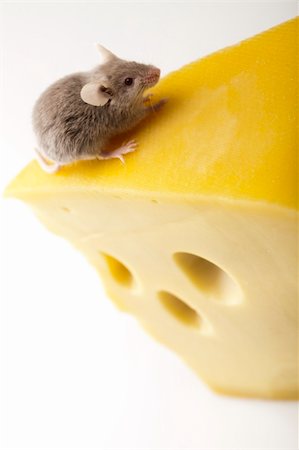 decoy - Funny mouse on the cheese Stock Photo - Budget Royalty-Free & Subscription, Code: 400-04636233