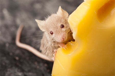 decoy - Funny mouse on the cheese Stock Photo - Budget Royalty-Free & Subscription, Code: 400-04636242