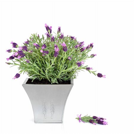 Lavender herb plant with flowers in a pewter pot with floral sprig, over white background. Stock Photo - Budget Royalty-Free & Subscription, Code: 400-04636368