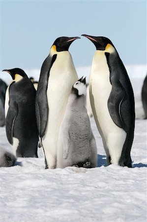 Emperor penguins (Aptenodytes forsteri) on the ice in the Weddell Sea, Antarctica Stock Photo - Budget Royalty-Free & Subscription, Code: 400-04636393