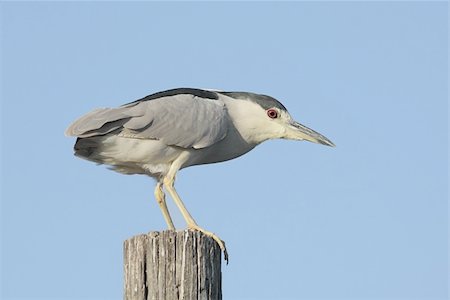 Black-crowned Night-Heron (Nycticorax) in the Florida Everglades Fotografie stock - Microstock e Abbonamento, Codice: 400-04636455