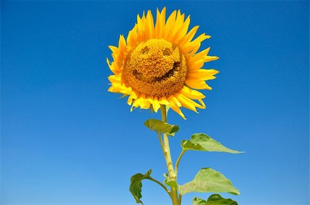 simsearch:400-04751722,k - joyful sunflowers against the sky Stock Photo - Budget Royalty-Free & Subscription, Code: 400-04636546