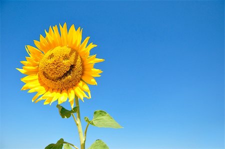 simsearch:400-04751722,k - joyful sunflowers against the sky Stock Photo - Budget Royalty-Free & Subscription, Code: 400-04636547