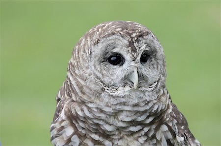 Close-up of a Barred Owl (Strix varia) with a green background Photographie de stock - Aubaine LD & Abonnement, Code: 400-04637235