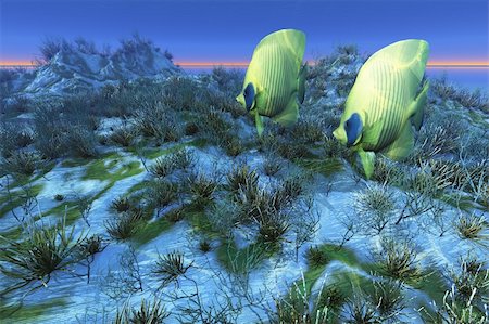 simsearch:400-06330343,k - Two butterfly fish swim together over a sandy reef. Fotografie stock - Microstock e Abbonamento, Codice: 400-04637240