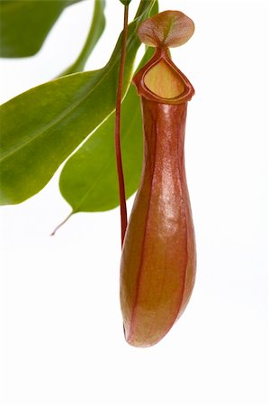 Leaves of carnivorous plant - Nepenthes Stock Photo - Budget Royalty-Free & Subscription, Code: 400-04637318