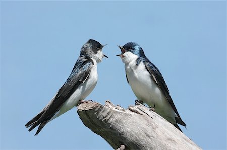 Pair of Tree Swallows (tachycineta bicolor) on a stump Stock Photo - Budget Royalty-Free & Subscription, Code: 400-04637338