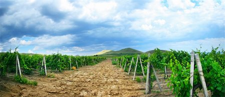 vineyard landscape Foto de stock - Royalty-Free Super Valor e Assinatura, Número: 400-04637359