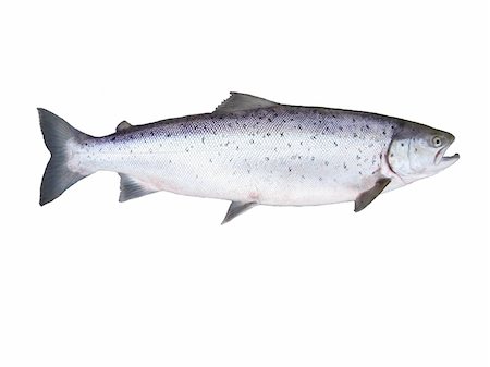 photo of fish salmon on white background Photographie de stock - Aubaine LD & Abonnement, Code: 400-04637391