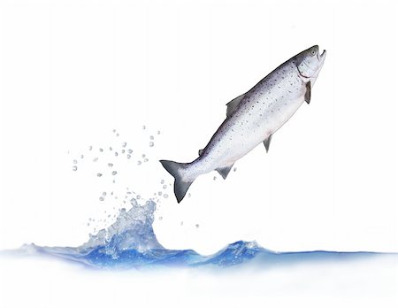 jumping out from water salmon on white background Stock Photo - Budget Royalty-Free & Subscription, Code: 400-04637392