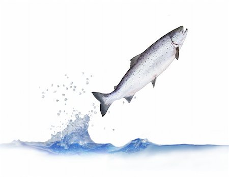 jumping out from water salmon on white background Photographie de stock - Aubaine LD & Abonnement, Code: 400-04637392