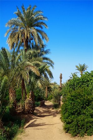 simsearch:400-05192544,k - palm grove in Morocco, cloudless sky behind Stock Photo - Budget Royalty-Free & Subscription, Code: 400-04637490