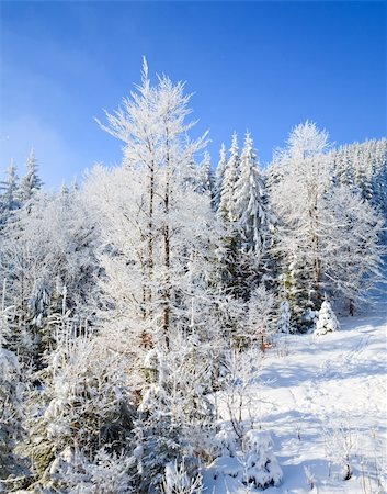 simsearch:400-04319458,k - winter calm mountain landscape with rime and snow covered spruce trees and some snowfall Stock Photo - Budget Royalty-Free & Subscription, Code: 400-04637828