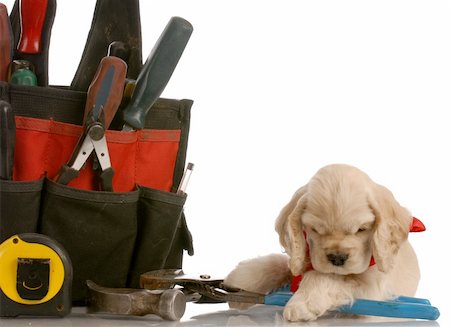 simsearch:400-06461634,k - american cocker spaniel laying beside construction tools Stock Photo - Budget Royalty-Free & Subscription, Code: 400-04637987