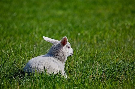 simsearch:400-04478701,k - A lamb resting in a green meadow Stockbilder - Microstock & Abonnement, Bildnummer: 400-04638245