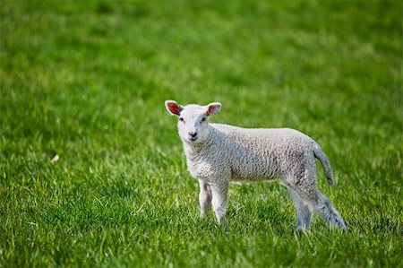 simsearch:400-05684520,k - A small spring lamb isolated on green grass Stock Photo - Budget Royalty-Free & Subscription, Code: 400-04638247