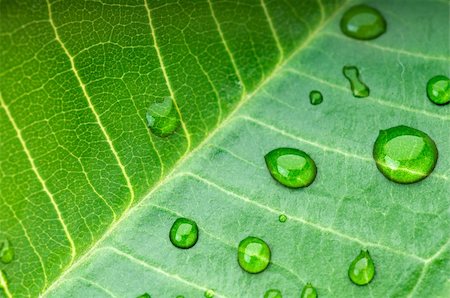 dew drops on green stem - Green leaf with rain droplets Stock Photo - Budget Royalty-Free & Subscription, Code: 400-04638264