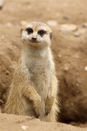 suricate - Cute little meerkat looking at you Photographie de stock - Aubaine LD & Abonnement, Code: 400-04638362