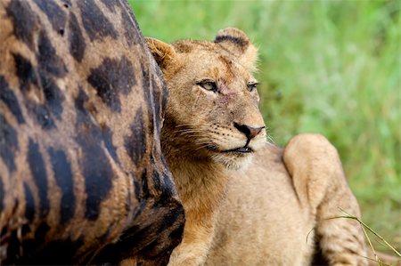 simsearch:400-04479927,k - Female lion laying next to a giraffe carcass Photographie de stock - Aubaine LD & Abonnement, Code: 400-04638379