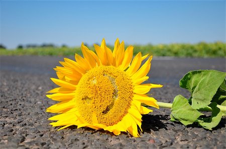 simsearch:400-04751722,k - Smiling sunflowers on the road Stock Photo - Budget Royalty-Free & Subscription, Code: 400-04638389