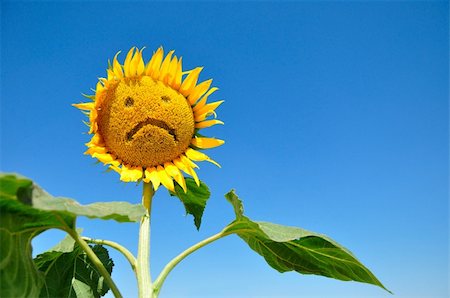 simsearch:400-04751722,k - sad sunflower against blue sky Stock Photo - Budget Royalty-Free & Subscription, Code: 400-04638390