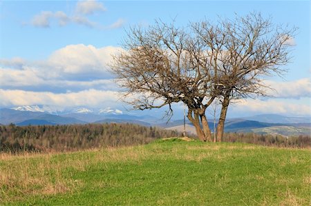 simsearch:400-07406491,k - Lonely tree on spring mountain hill on overcast sky baground (Carpathian, Ukraine) Photographie de stock - Aubaine LD & Abonnement, Code: 400-04638505