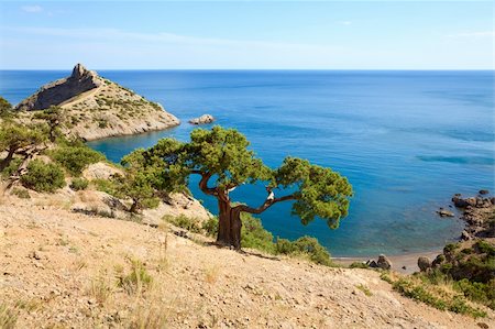 simsearch:400-09008675,k - juniper tree on rock and sea with "Capchik" cape behind ("Novyj Svit" reserve, Crimea, Ukraine). Stock Photo - Budget Royalty-Free & Subscription, Code: 400-04638516