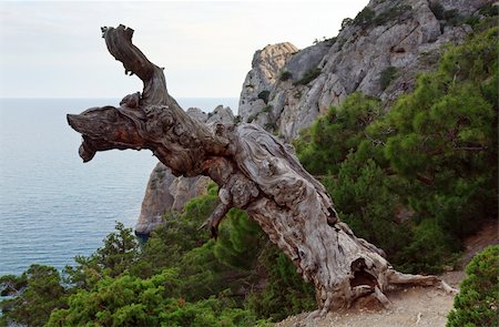 shrivel plant - withered juniper tree and evening "Novyj Svit" reserve coastline behind (Crimea, Ukraine). Stock Photo - Budget Royalty-Free & Subscription, Code: 400-04638510