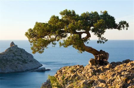 simsearch:400-09008675,k - juniper tree on rock and sea with "Capchik" cape behind ("Novyj Svit" reserve, Crimea, Ukraine). Stock Photo - Budget Royalty-Free & Subscription, Code: 400-04638524