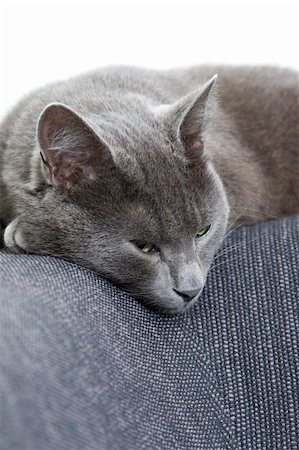 sleepy gray cat on a sofa Stock Photo - Budget Royalty-Free & Subscription, Code: 400-04638531