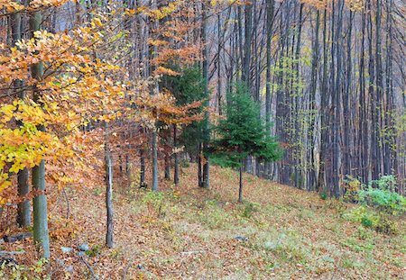 simsearch:400-05246721,k - Autumn mountain forest border (on mountainside) Stockbilder - Microstock & Abonnement, Bildnummer: 400-04638739