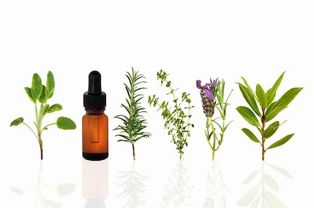 Sage, lavender, rosemary, lemon thyme and bay leaf herbs, with an aromatherapy essential oil dropper bottle, over white background with reflection. Stock Photo - Budget Royalty-Free & Subscription, Code: 400-04638935