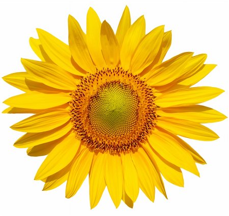 simsearch:400-06950874,k - Single sunflower head isolated on white background Photographie de stock - Aubaine LD & Abonnement, Code: 400-04639116